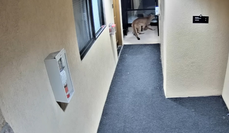 Mountain Lion Caught on Camera at Vail Property