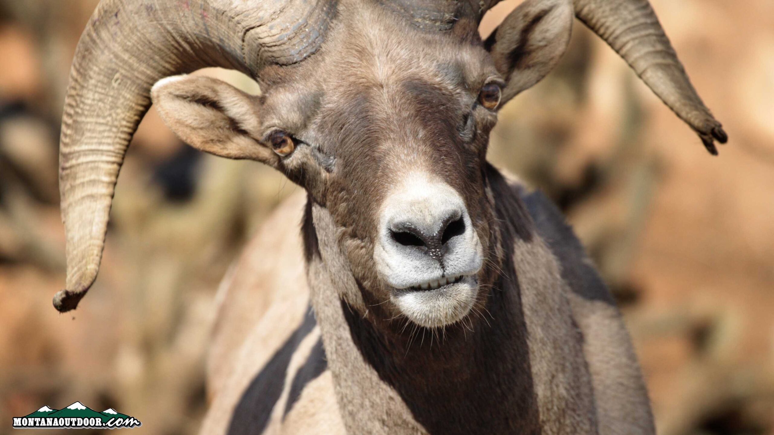 FWP News: Hunting closed for all bighorn sheep in Hunting District 303