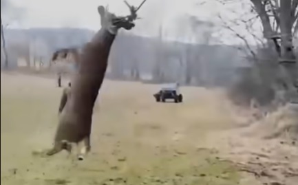 Stuck Buck Spotted Swinging in the Air