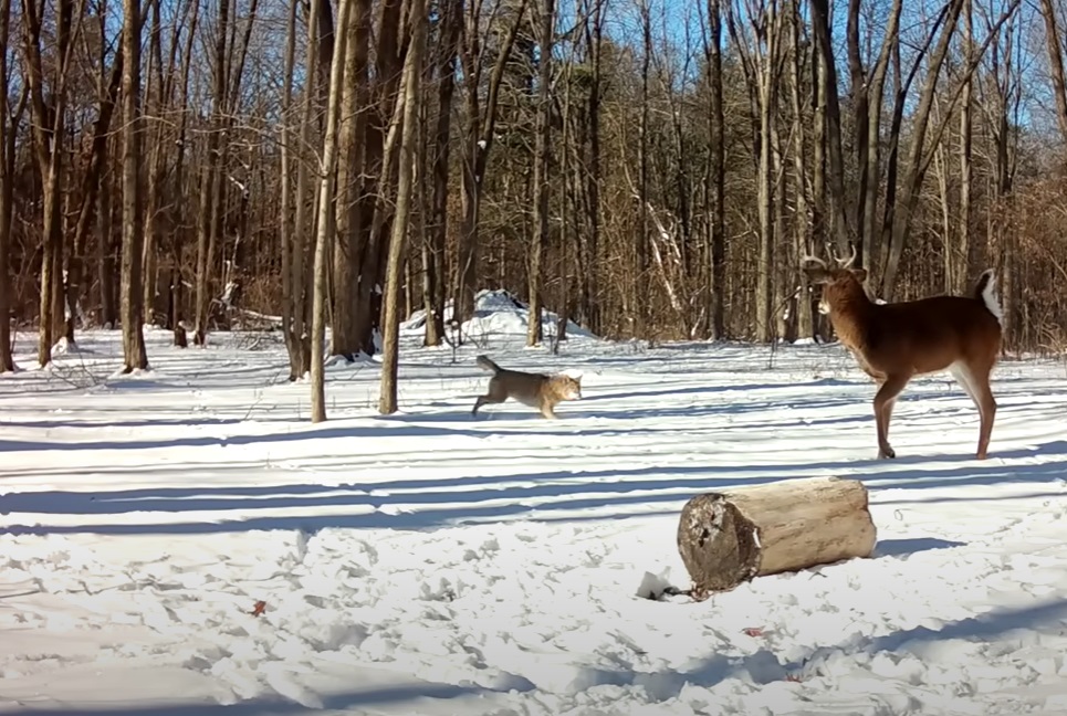 Whitetail buck vs. coyote
