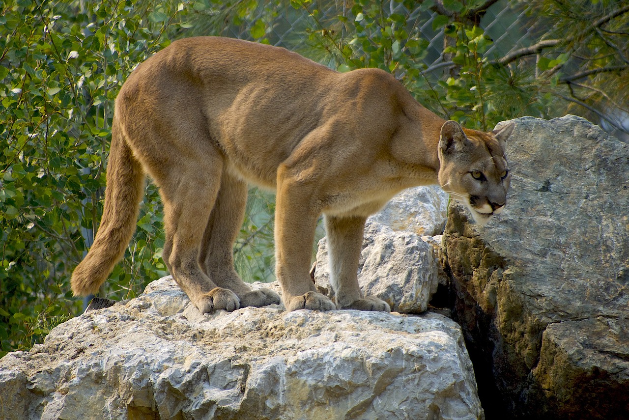 Five cyclists attacked by mountain lion
