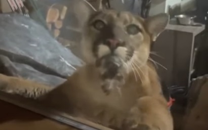 Mountain Lion Filmed with Cat in Mouth