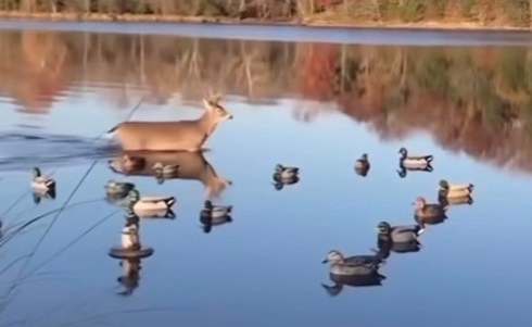 Deer Hunting to Duck Hunting to Deer Hunting