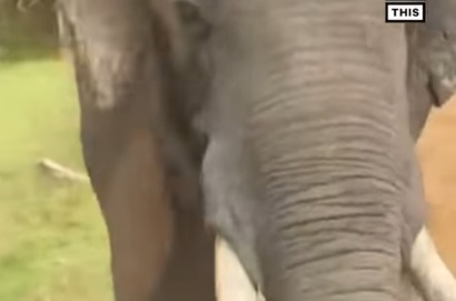 Elephant Attacks Tourist Vehicle