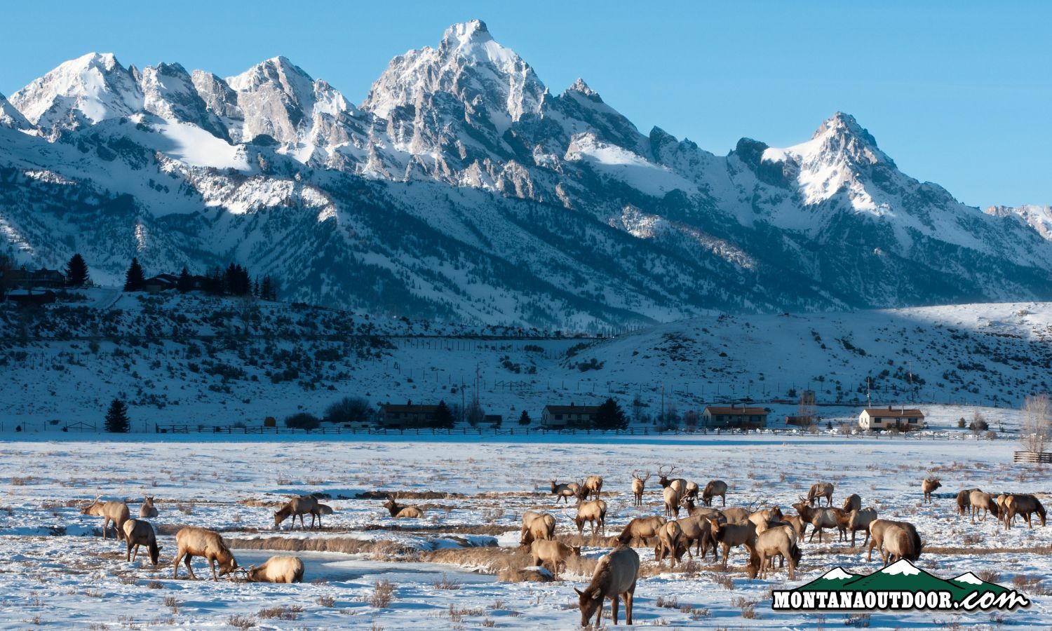 FWP News: Elk captured in Highland Mountains test negative for brucellosis