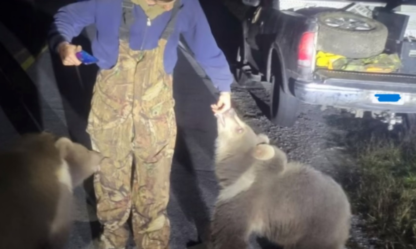 Grizzly bears in Florida?
