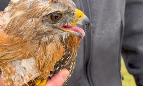 Hawk vs. Duck vs. Person