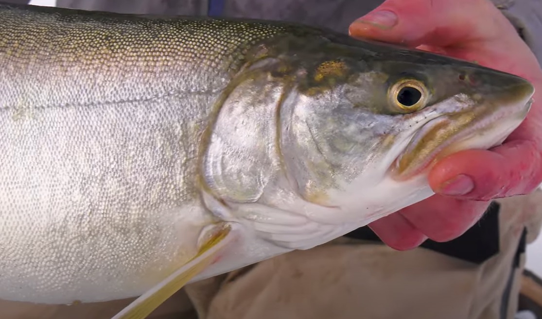 Tayler Michaels from JMO Podcast Fished Fort Peck through the Ice