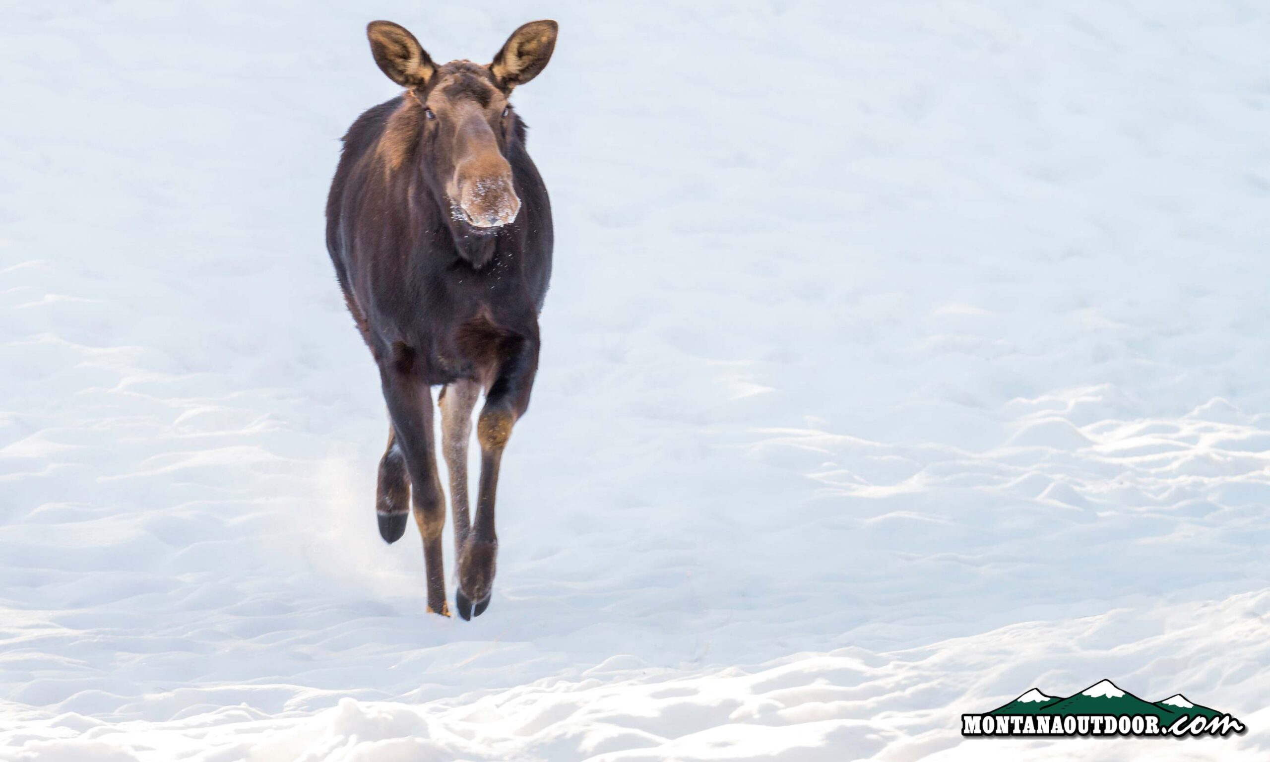 Moose chases skiers down ski hill