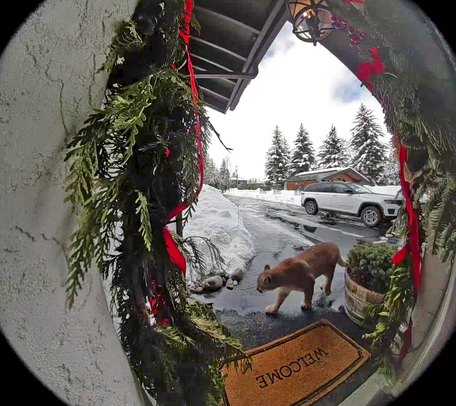 Warning issued for mountain lions roaming populated area