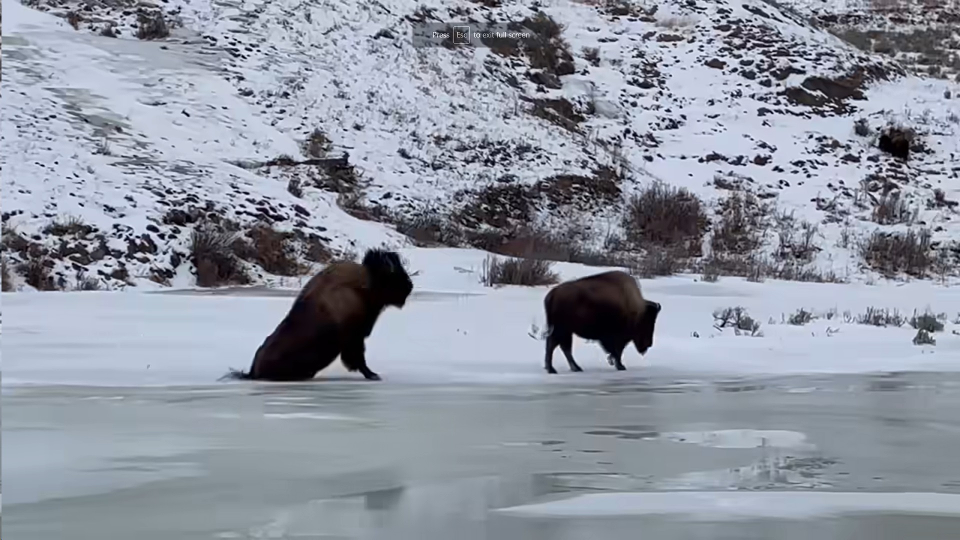 Down goes the Bison