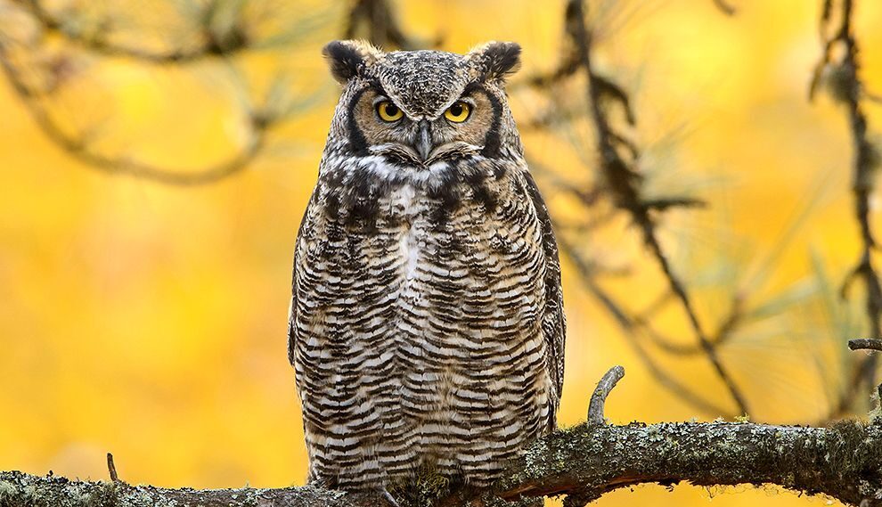 WHAT A HOOT!!! by Montana Grant