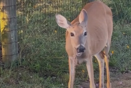 Do Herbivores Eat Meat? The Answer May Surprise You