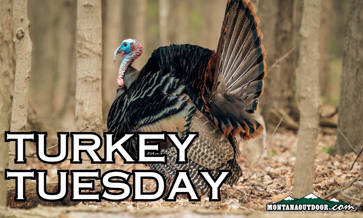 Turkey Tuesday: 5 Not-So-Common Facts about Turkeys