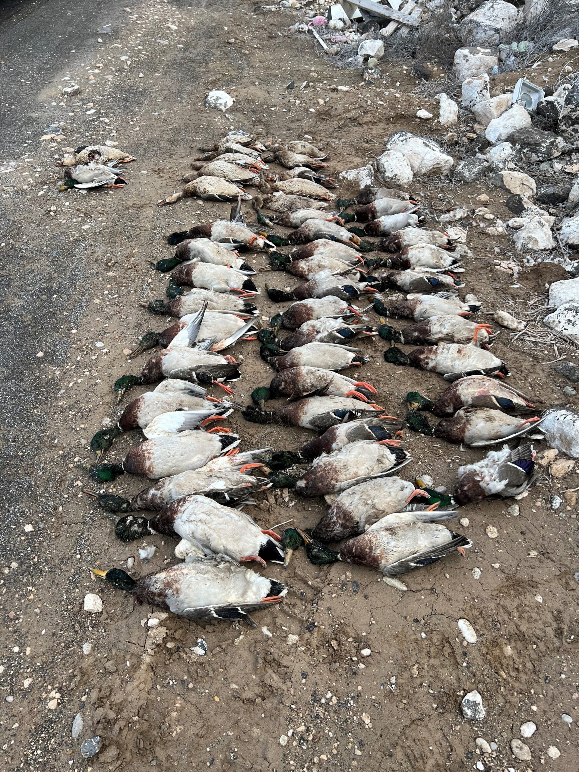 F&G officers investigating 49 ducks shot and left to waste in Canyon County