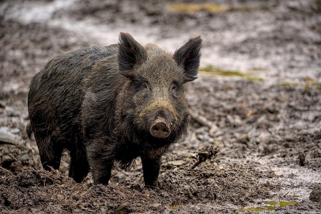 Montana State University Extension to host free feral swine education tour in northeast Montana