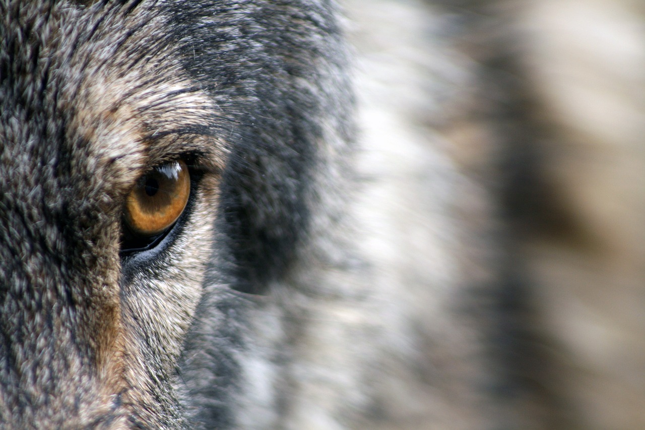 Is It a Wolf? DNA Testing to Unravel North Dakota Mystery