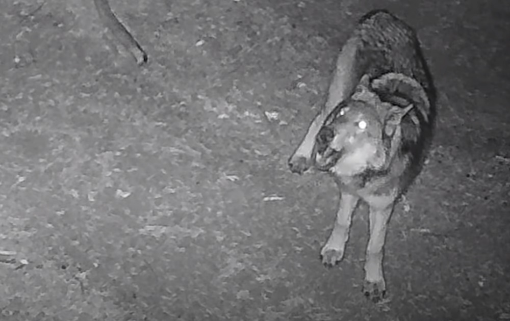 New wolf pack in California formally named
