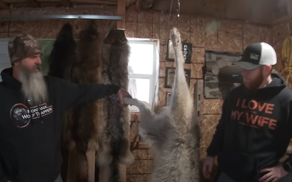 A day in the life of a Montana wolf trapper/hunter