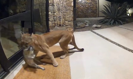 A Mountain Lion and its Meal