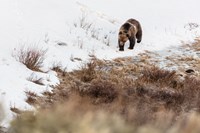 Yellowstone National Park Announces First Grizzly Bear Sighting of 2024