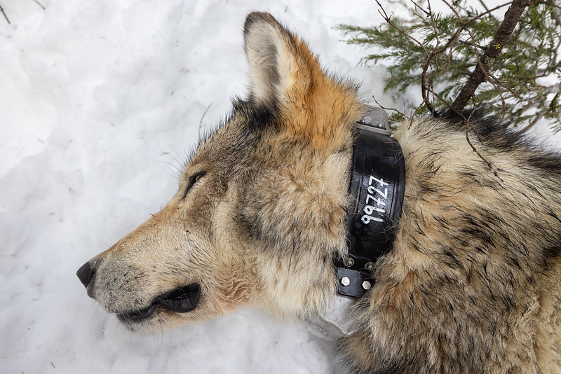 F&G Director responds to legal decision regarding wolf trapping and grizzly bears