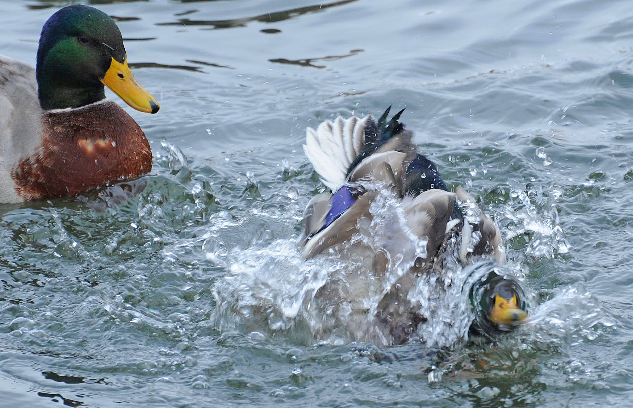 Brett French reports: FWP proposal would lift Yellowstone River waterfowl closure