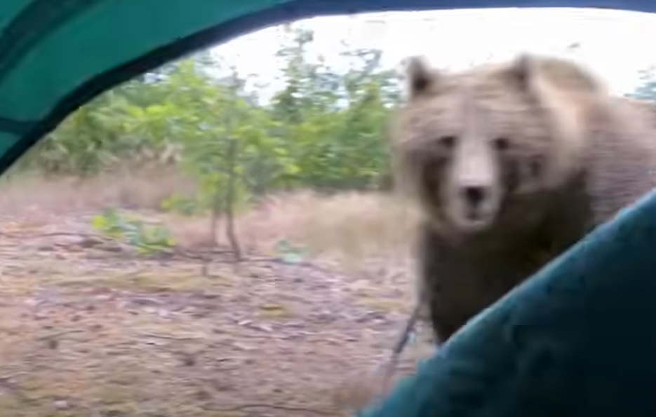 Bear country camping experience