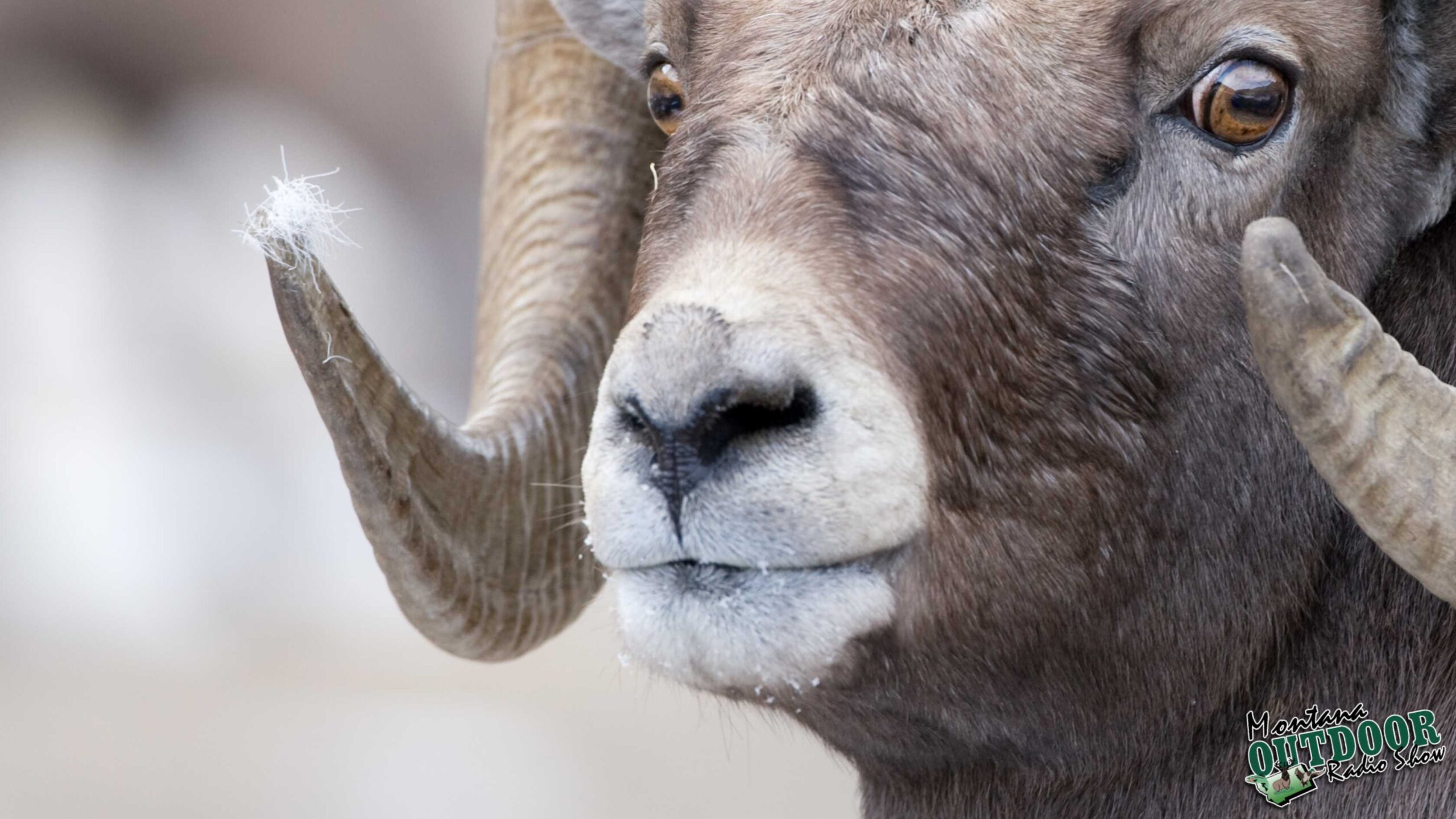 FWP News: Hunting for all bighorn sheep to close in Hunting District 502