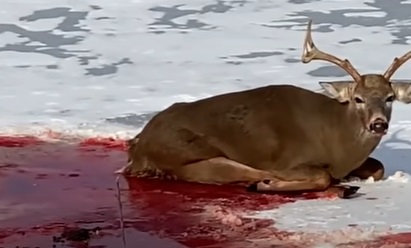 Buck attacked by coyotes