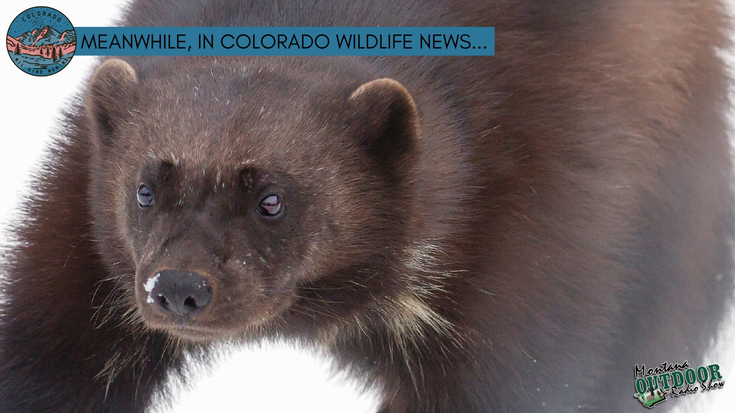 Wolverine reintroduction bill is introduced through Colorado Legislature