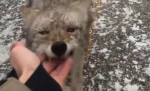 When you put your hand near a coyote’s mouth, it might bite.