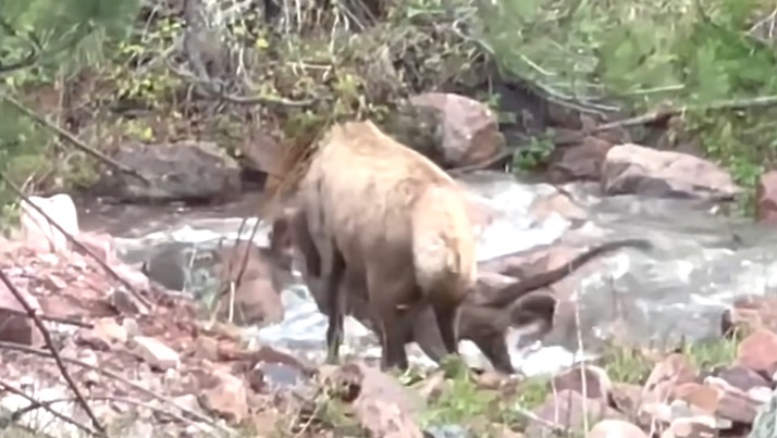 The Elk an the Lion