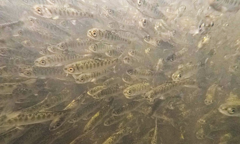 Fall-Run Chinook Salmon Fry Succumb to Gas Bubble Disease in California’s Klamath River