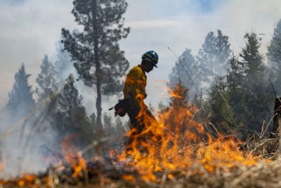 COLLEGE OF FORESTRY AND CONSERVATION NEW UM STUDY REVEALS UNINTENDED CONSEQUENCES OF FIRE SUPPRESSION