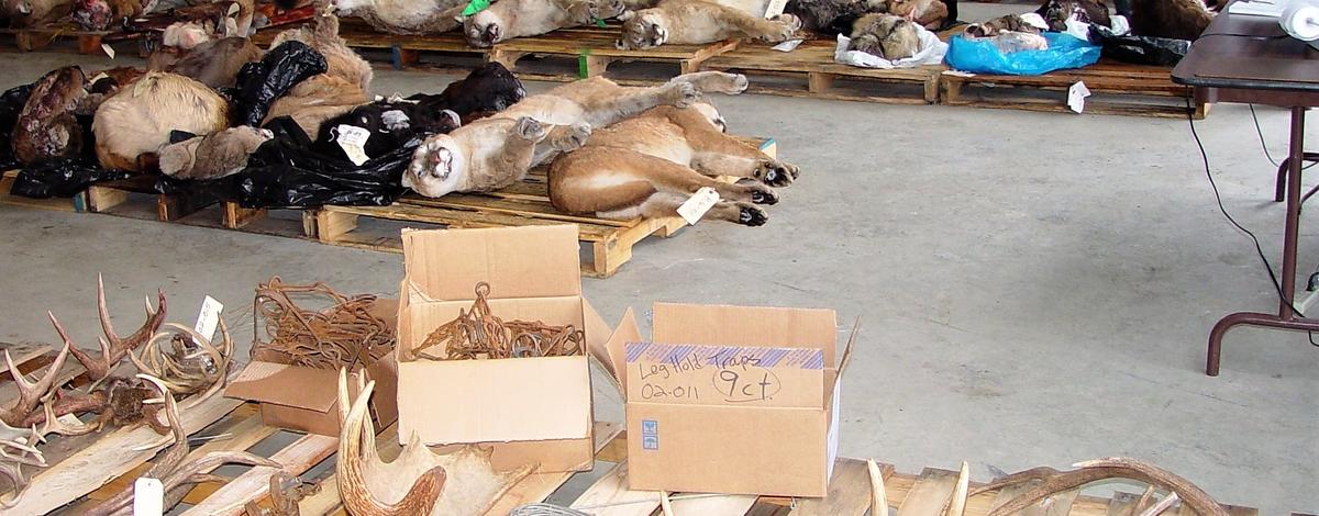 Annual Idaho Fish and Game fur auction to run online April 8-22