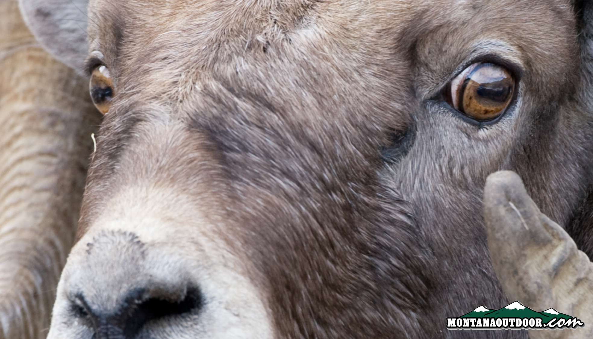 MT Man Pleads Guilty to Federal Wildlife Trafficking Charges as Part of Yearslong Effort to Create Giant Hybrid Sheep for Captive Hunting