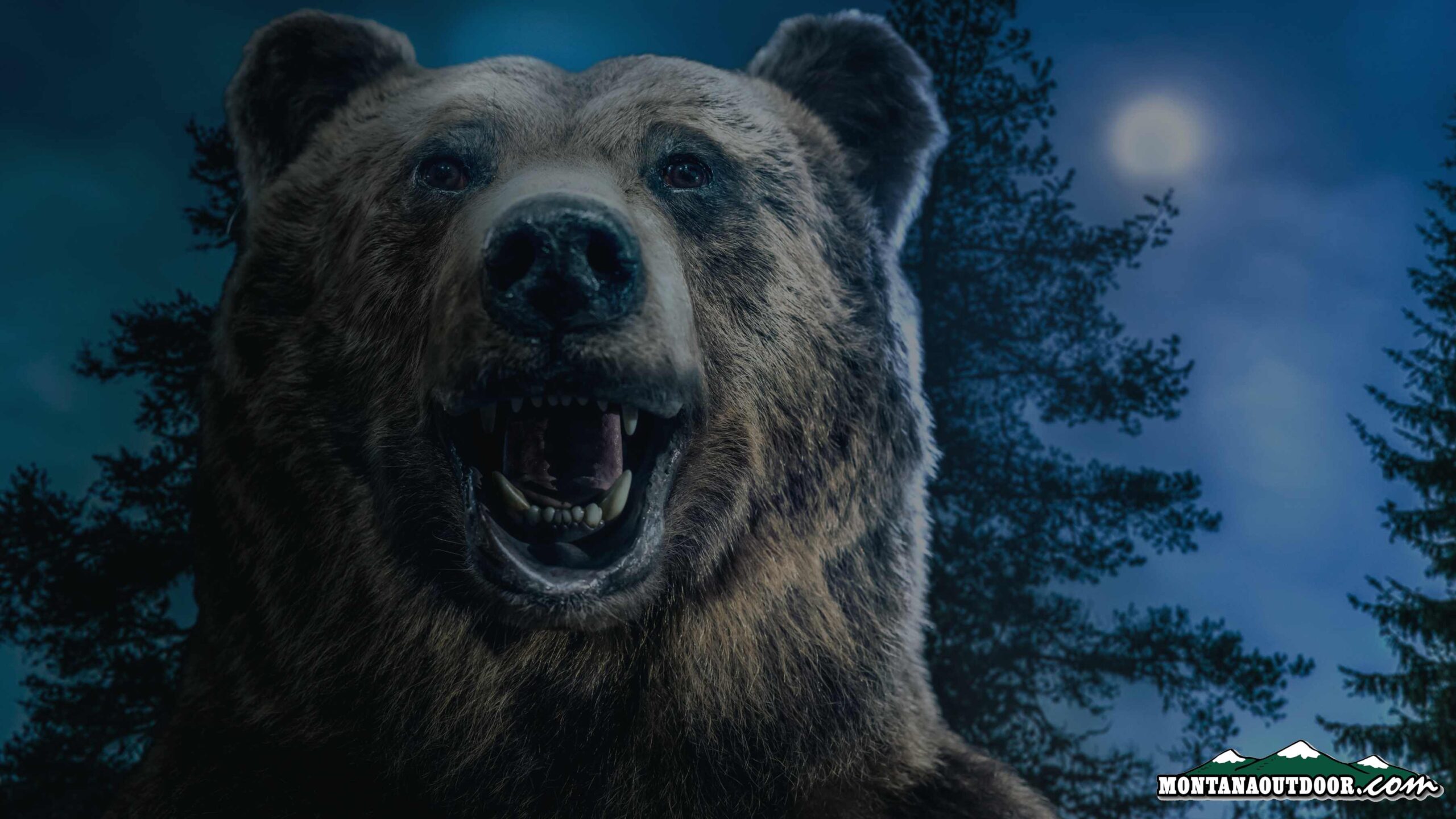 FWP News: Community bear meetings scheduled across south-central Montana
