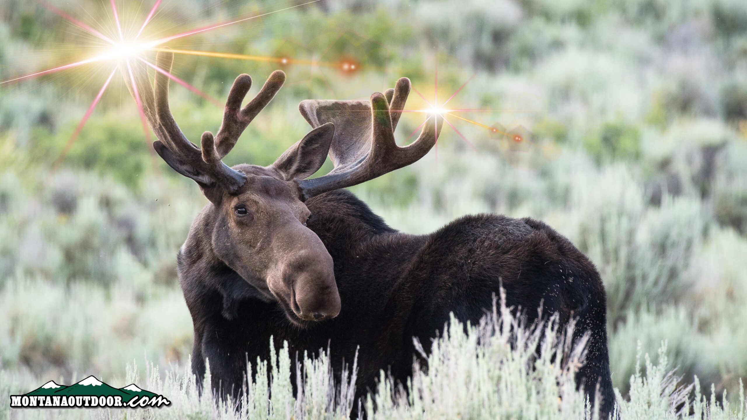 Nevada’s first big-game moose hunt will be tiny as unusual southern expansion defies climate change