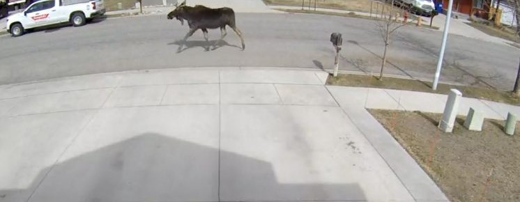 MOOSE ON THE LOOSE!!! by Grant Soukup