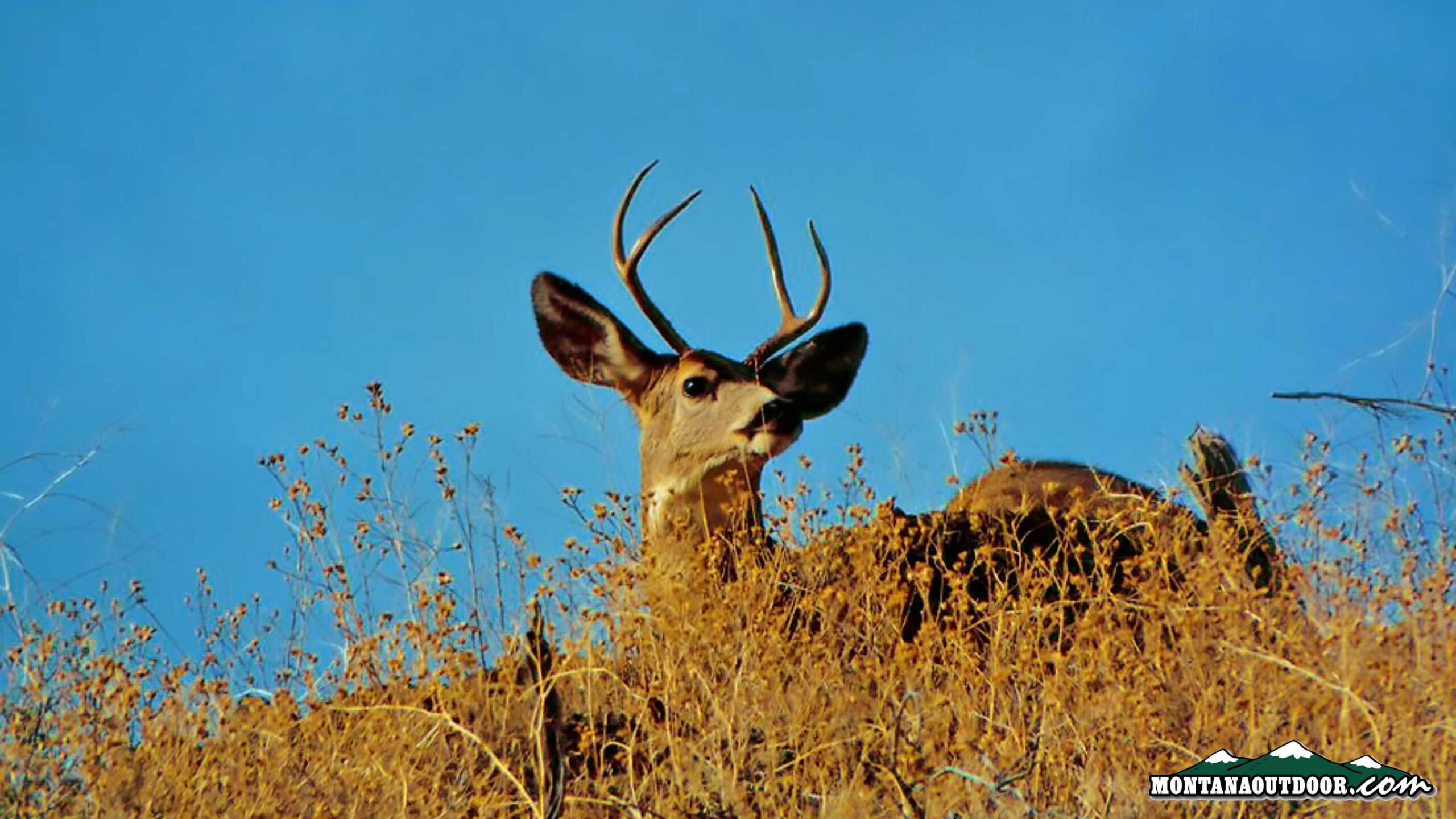 FWP News: Missouri Breaks mule deer hunters will see significant regulation changes in 2024