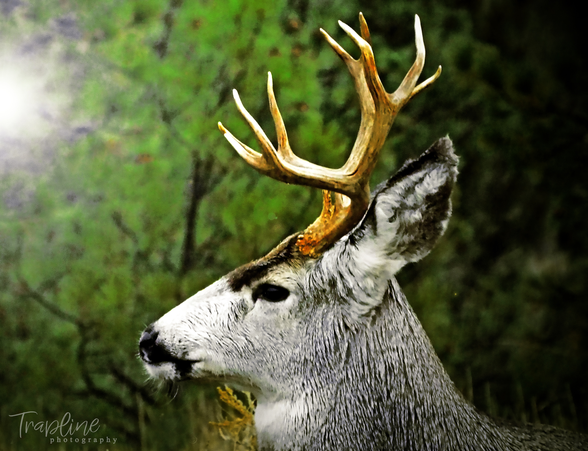 REMINDER: Application deadline for deer and elk permits is April 1