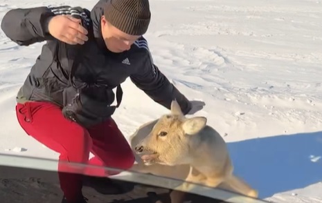 When a deer doesn’t want to be touched…