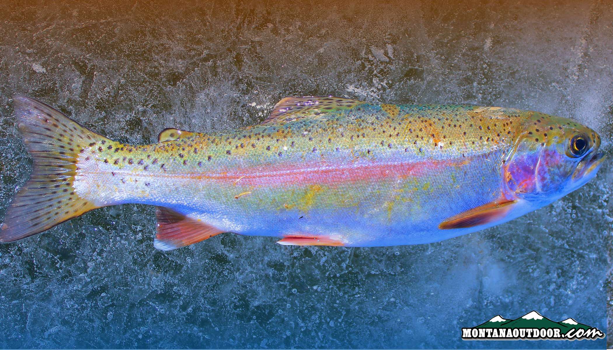 Statewide MT Fishing Report Compilation 3.20.24