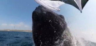 When you are video-bombed by a whale on vacation
