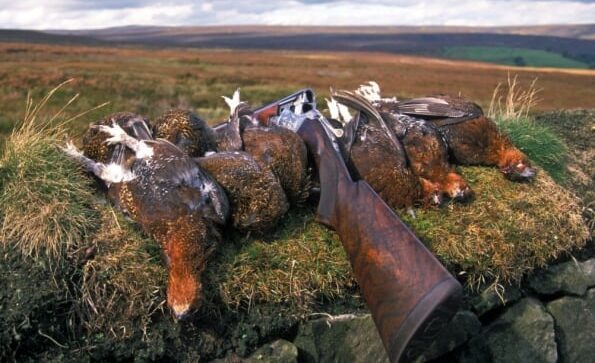 LESS MOOR GROUSE!!! by Montana Grant