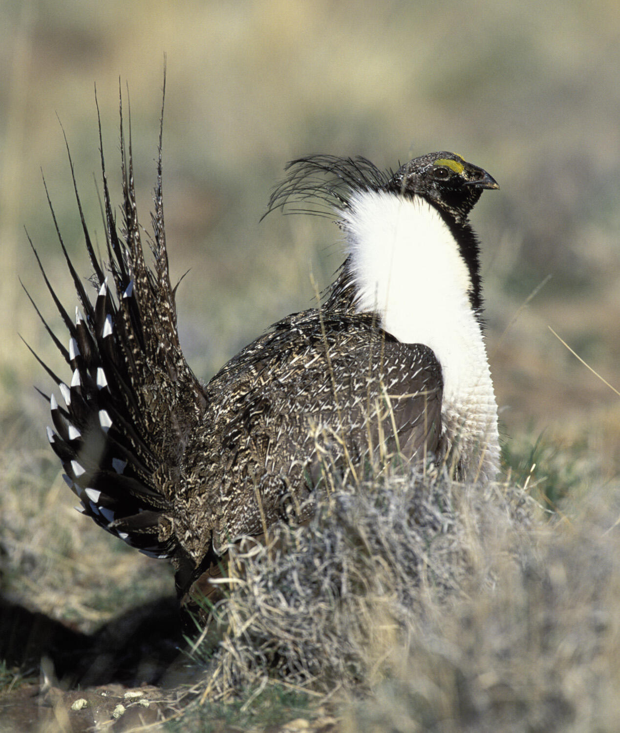 BLM proposes stronger greater sage-grouse conservation plans