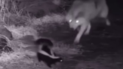 A wolf and a skunk