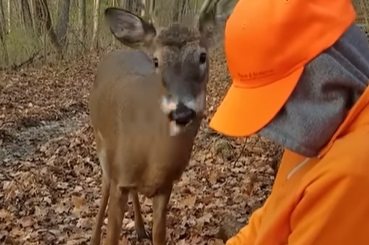 Buck approaches hunters
