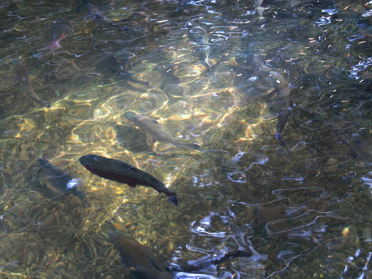 Novel parasite detected in trout at three Oregon fish hatcheries